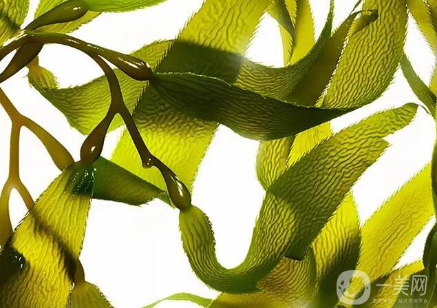 腰腹抽脂后吃什么利于恢復(fù) 哪些食物比較適合呢？ 