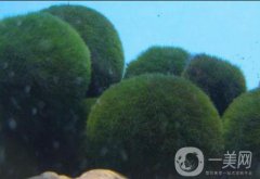 解析：小球藻美容，扭轉(zhuǎn)時(shí)光也不是難事！