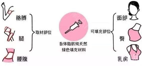 怎么讓脂肪成活率高一點(diǎn) 影響成活率的因素