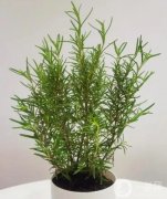 迷迭香的魅力：廚房中的實(shí)用調(diào)料