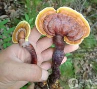 菌菇護(hù)膚，讓你擁有水潤肌膚